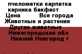 пчеломатки карпатка карника бакфаст F-1 › Цена ­ 800 - Все города Животные и растения » Другие животные   . Нижегородская обл.,Нижний Новгород г.